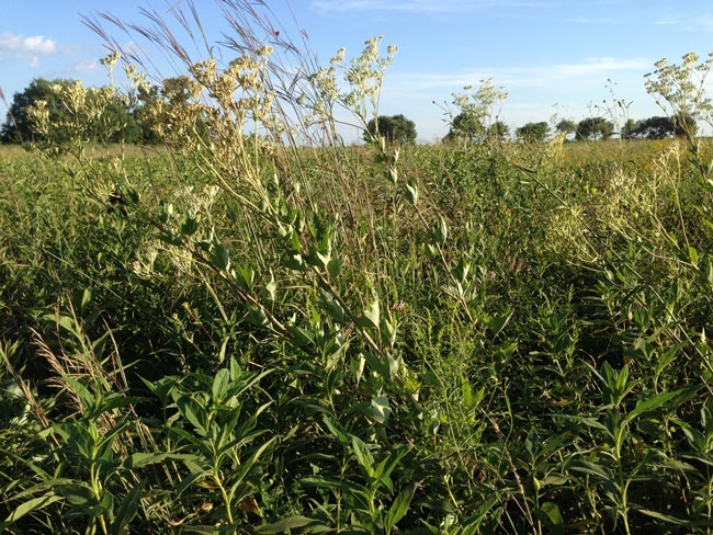 Prairie Grass